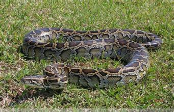 梦见巨蟒是什么预兆，梦到蛇到底代表了什么?