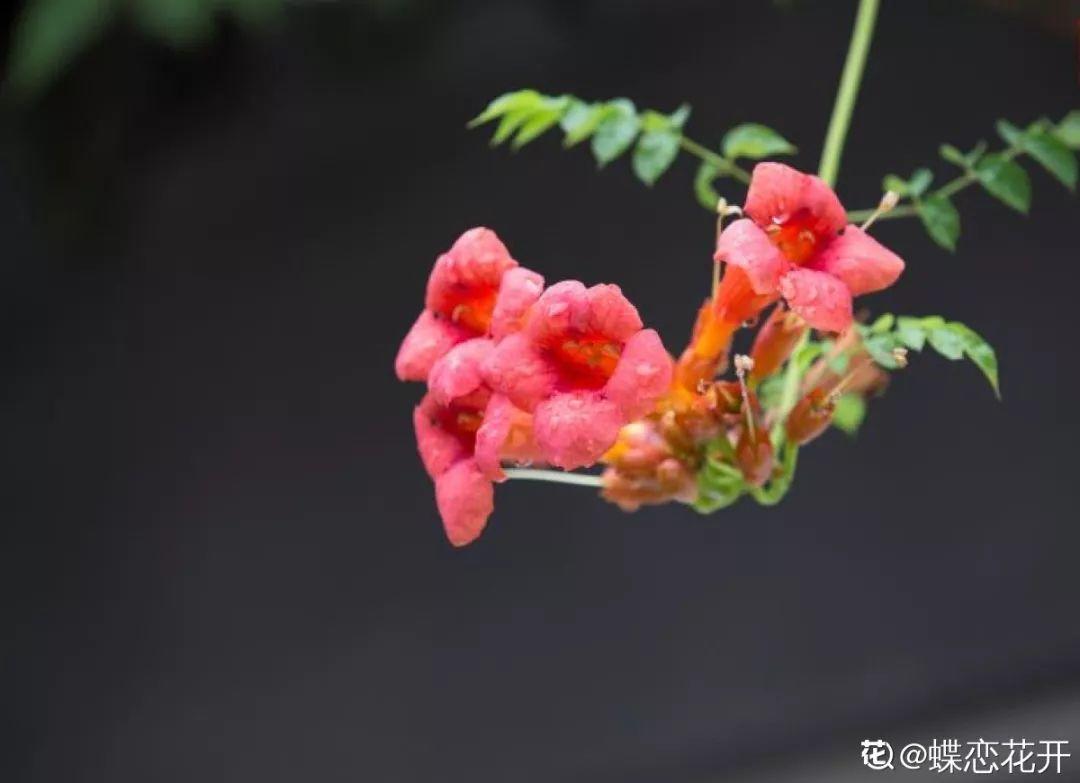 蜂鸟鹰蛾如何养才长得好