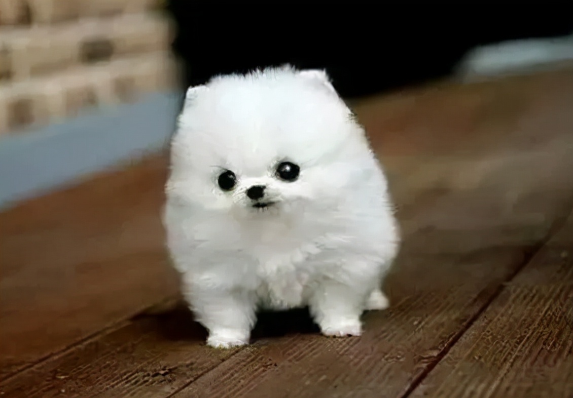 茶杯犬多少钱一只(茶杯犬好养吗？大概多少钱？养茶杯犬需要注意什么)