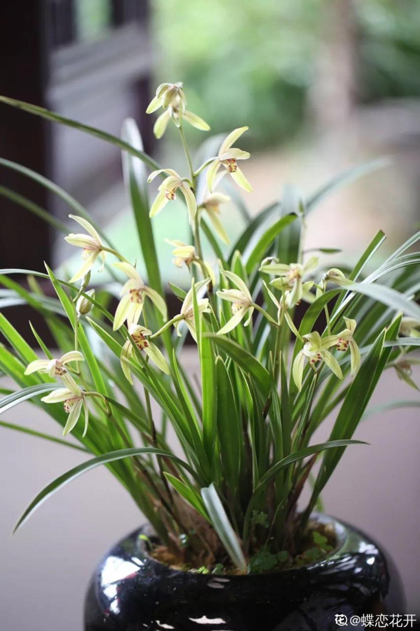 蜂鸟鹰蛾如何养才长得好