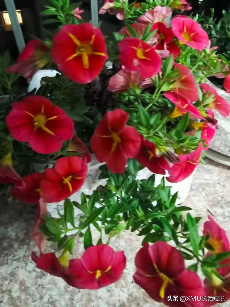 乌克兰基辅柴可夫斯基音乐学院，哈尔科夫音乐学院