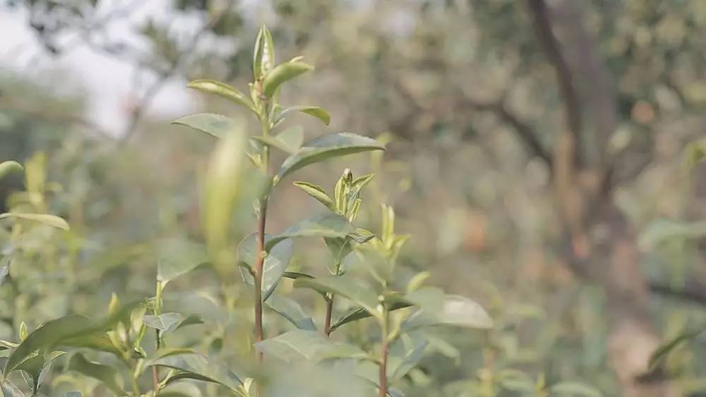 碧螺春产于哪里(为什么说只有苏州洞庭碧螺春才是最正宗的碧螺春)