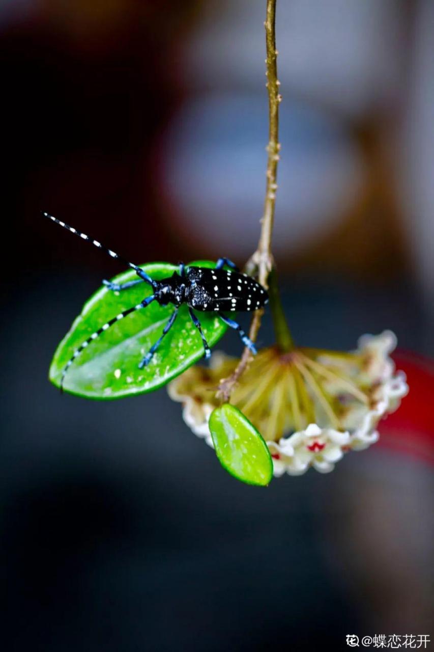 蜂鸟鹰蛾如何养才长得好