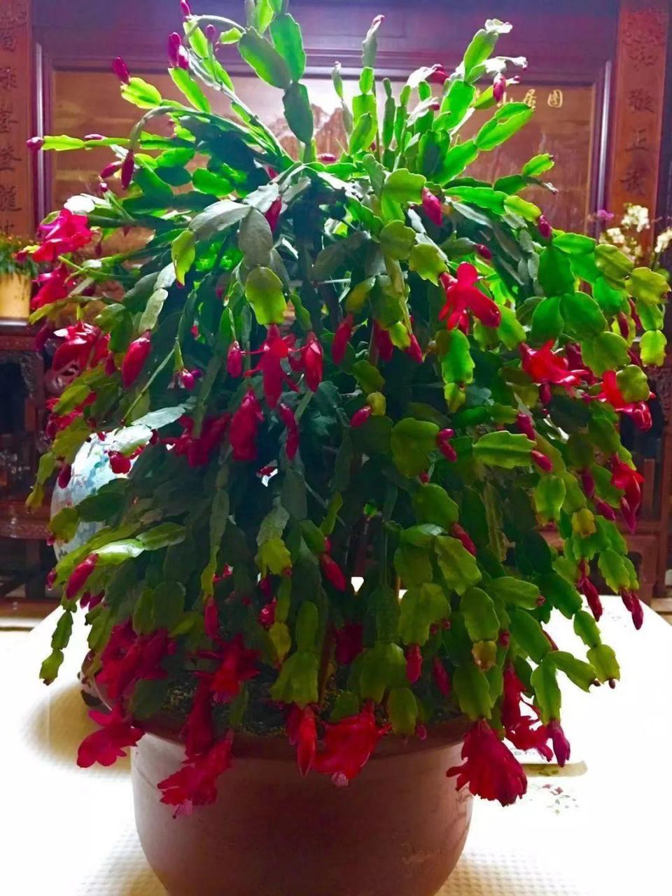 蜂鸟鹰蛾如何养才长得好