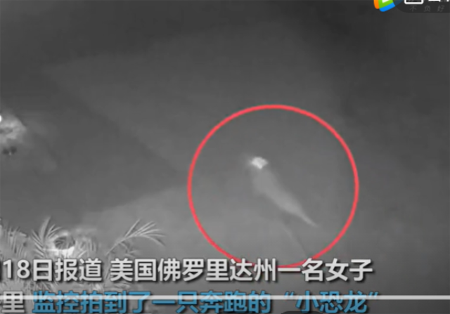 美国发现了一只活恐龙(网友认为是快猛龙)