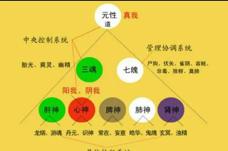 三魂七魄是哪三魂哪七魄(怎么养自己的三魂七魄)