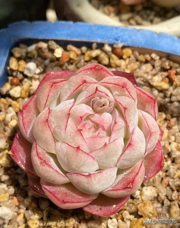 如何植物怎么养?多肉植物,十大养护技巧 如何植物怎么养?多肉植物,十大养护技巧