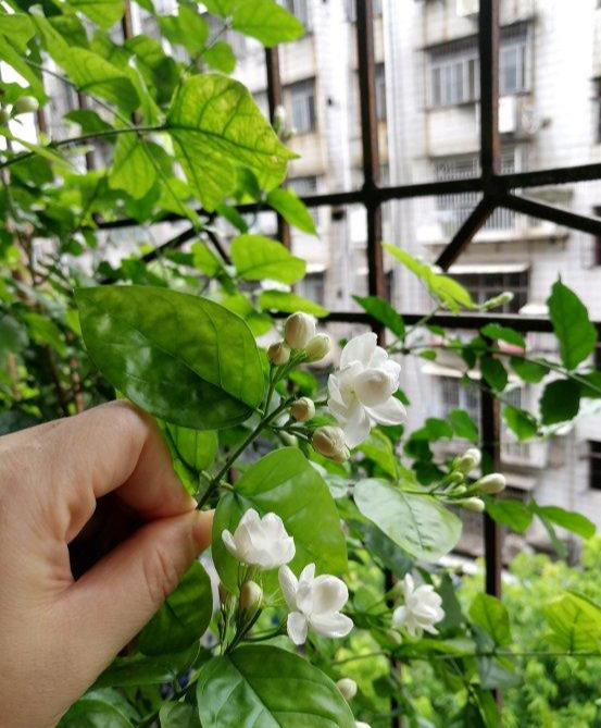 茉莉花怎么养(我很喜欢茉莉花，就是养不好，茉莉花应该怎样才能养好)