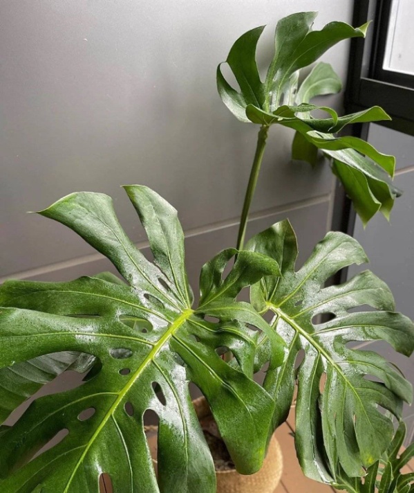 客厅养这三种花最合适(客厅放什么花好看又旺)