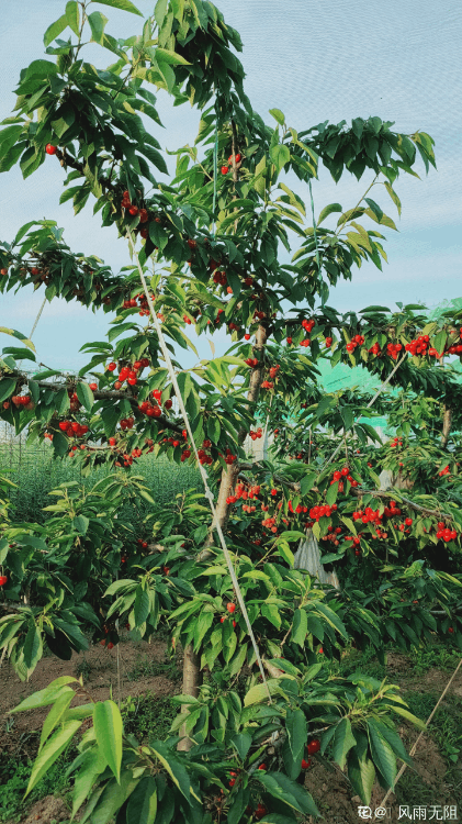 樱桃盆栽植物喜欢什么生长环境(樱桃盆栽的养殖方法和注意事项)