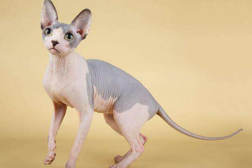 世界上最贵的猫前十名