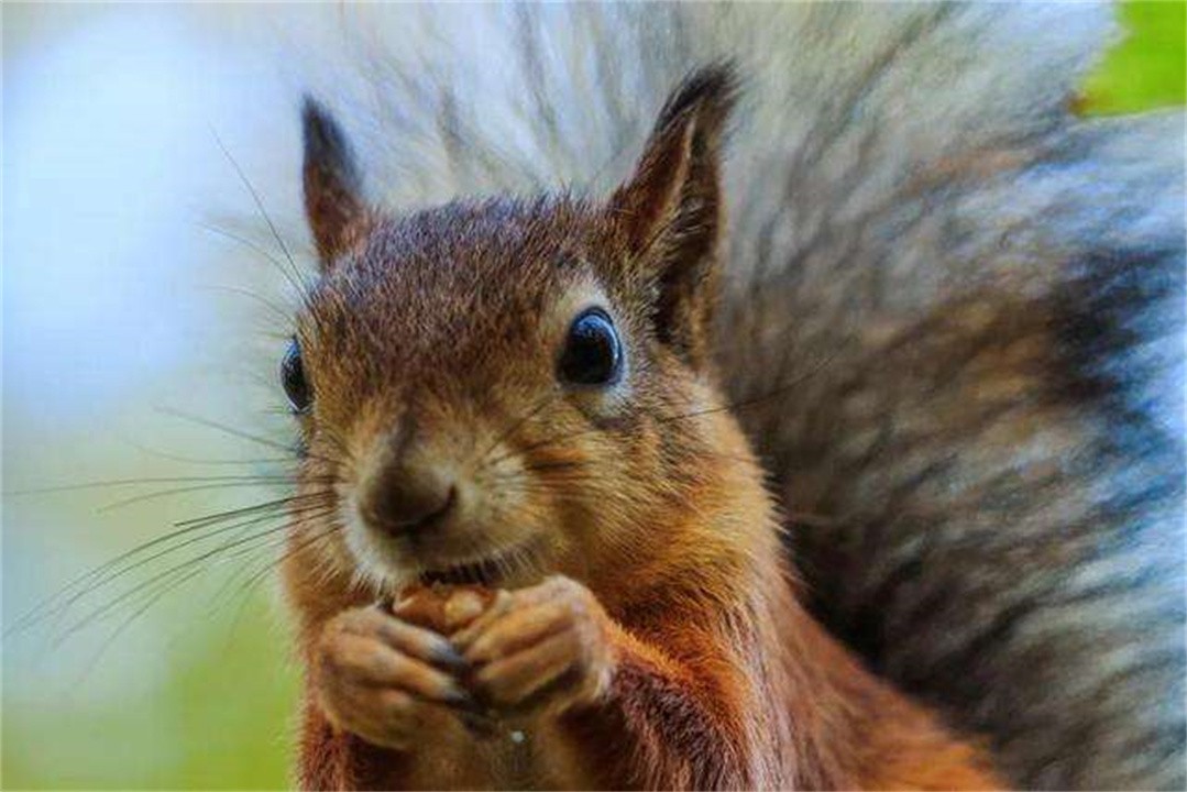 世界上什么动物最聪明(十大最聪明的动物排名)