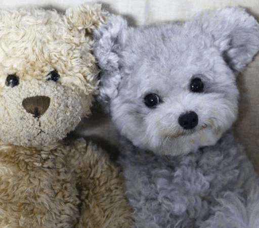 泰迪狗多少钱一只，1000元左右可购买普通泰迪犬（灰色最贵）