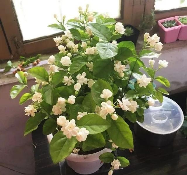 茉莉花怎么养(我很喜欢茉莉花，就是养不好，茉莉花应该怎样才能养好)
