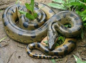 梦见巨蟒是什么预兆，梦到蛇到底代表了什么?