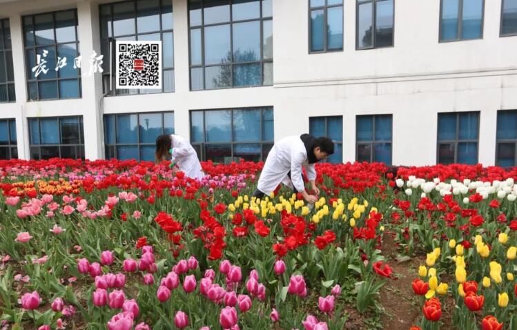 武汉大学历任校花(武汉大学十大校花排行) 武汉大学历任校花(武汉大学十大校花排行)