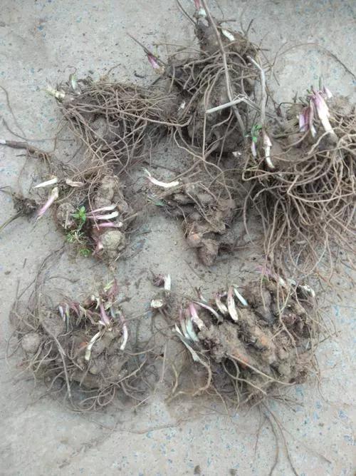 苍术的养殖方法(苍术的种植方法和技术) 苍术的养殖方法(苍术的种植方法和技术)