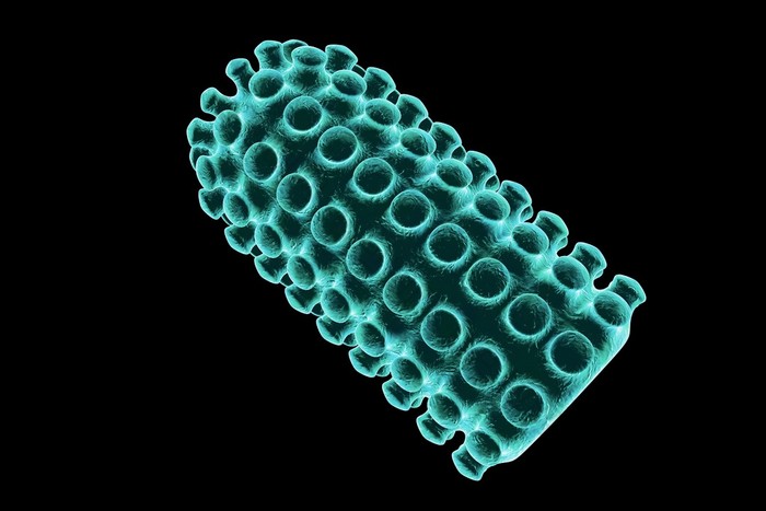 世界十大病毒排行榜