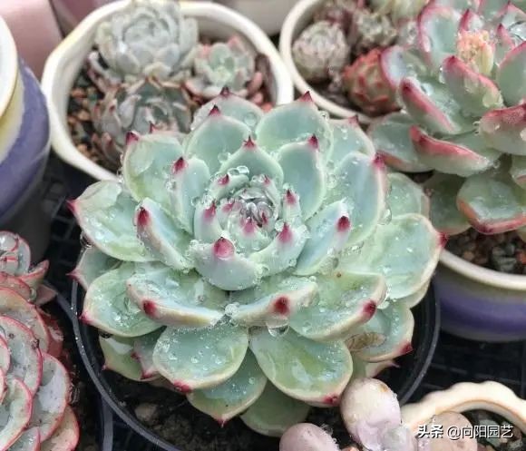 如何植物怎么养?多肉植物,十大养护技巧 如何植物怎么养?多肉植物,十大养护技巧