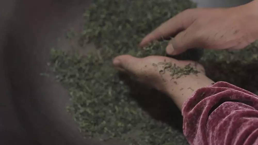 碧螺春产于哪里(为什么说只有苏州洞庭碧螺春才是最正宗的碧螺春)