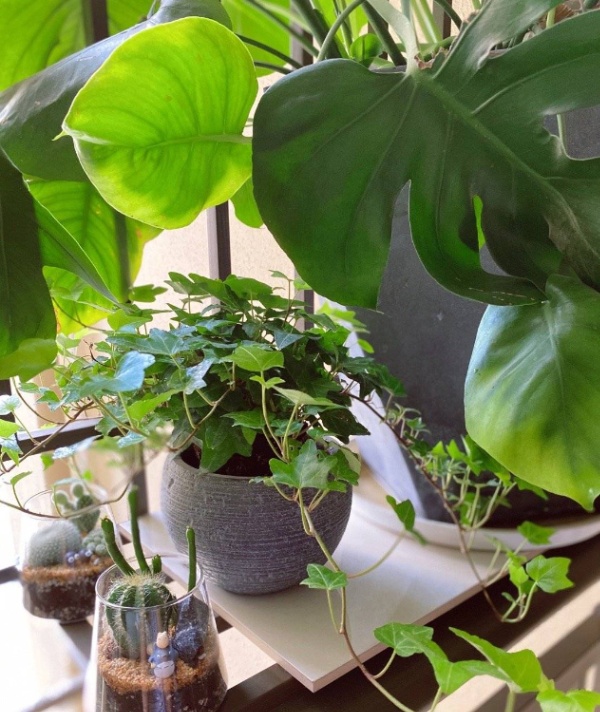 客厅养这三种花最合适(客厅放什么花好看又旺)