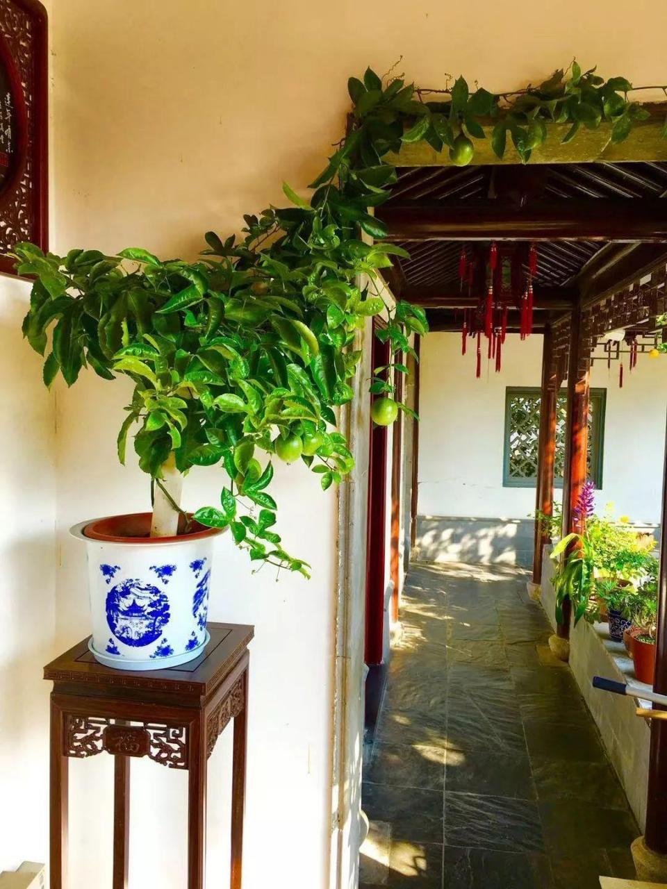 蜂鸟鹰蛾如何养才长得好