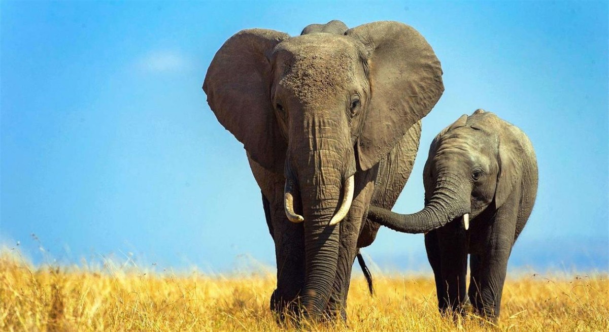 世界上什么动物最聪明(十大最聪明的动物排名)