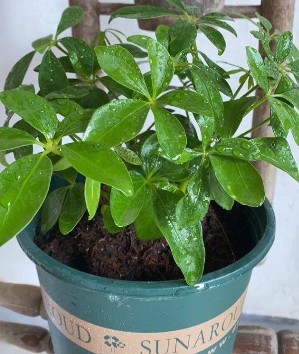 客厅养这三种花最合适(客厅放什么花好看又旺)