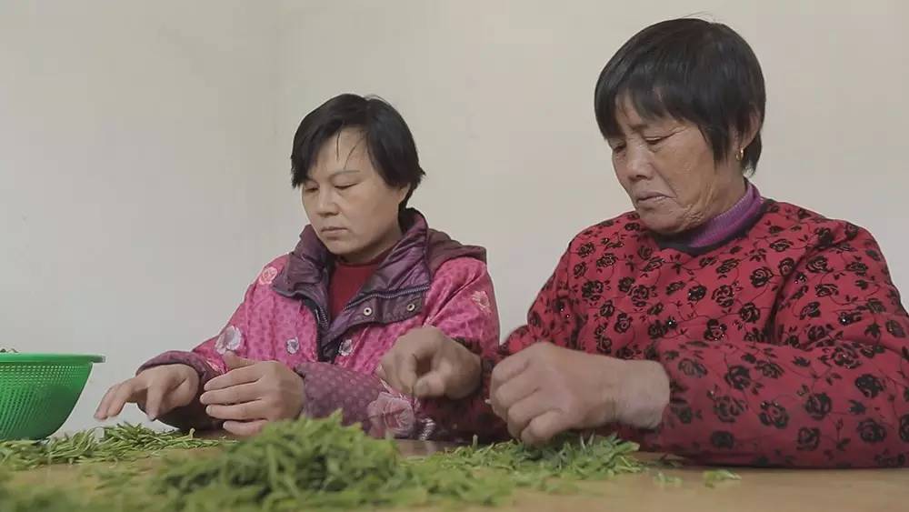 碧螺春产于哪里(为什么说只有苏州洞庭碧螺春才是最正宗的碧螺春)