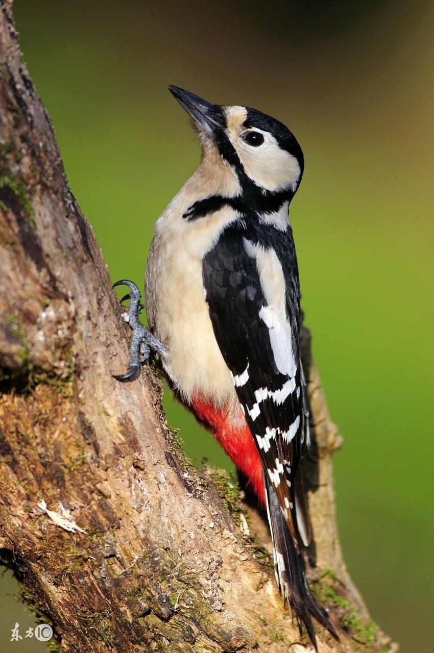 动物的尾巴有什么作用？细数动物尾巴的20种作用