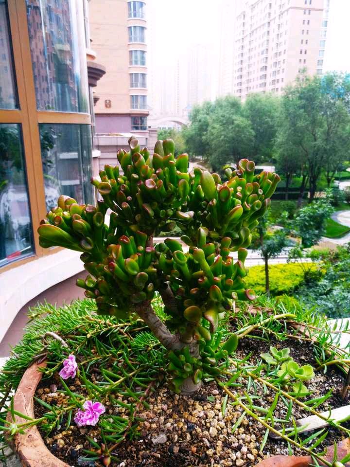 家里再穷也要养这3种花(三种带财气的花)