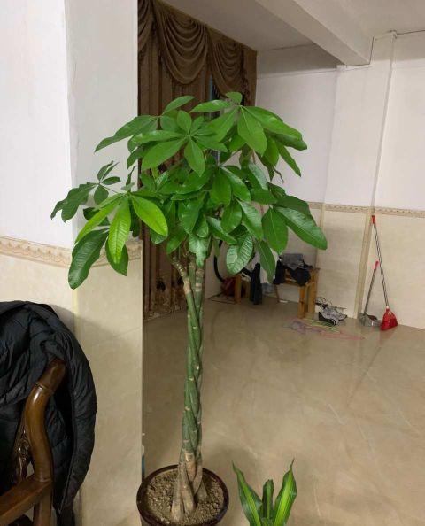 家里再穷也要养这3种花(三种带财气的花)