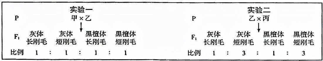 配子法解题步骤