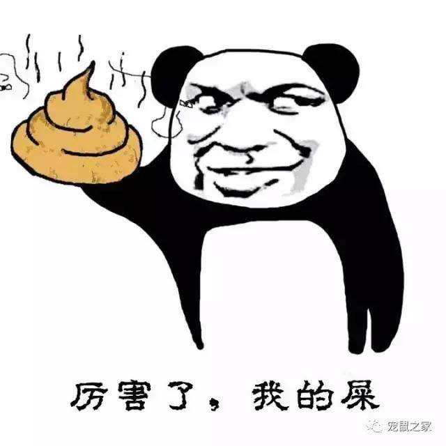 荷兰猪谁养谁后悔（附：荷兰猪的饲养经历）