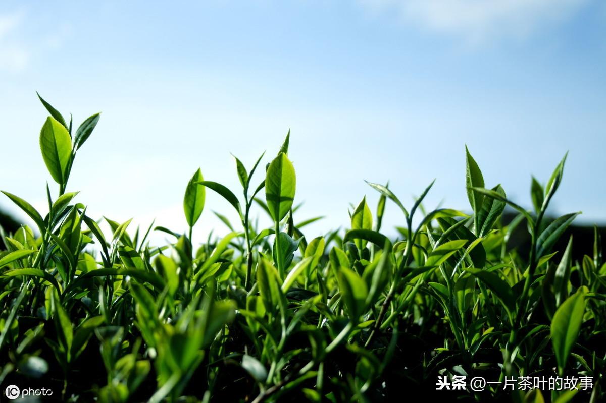 真空包装的铁观音可以放多久