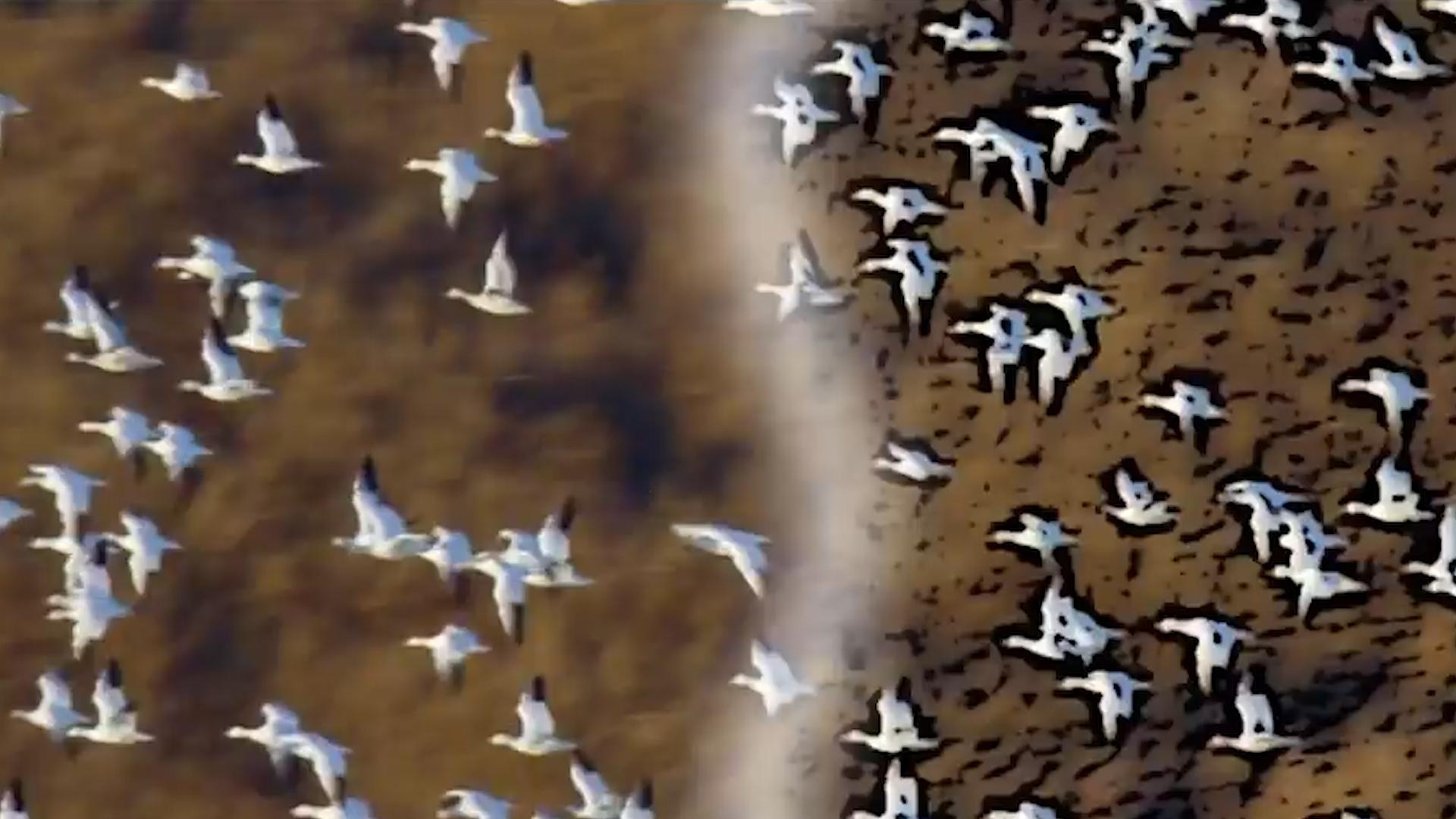 降维打击是什么意思（降维攻击为什么可怕）