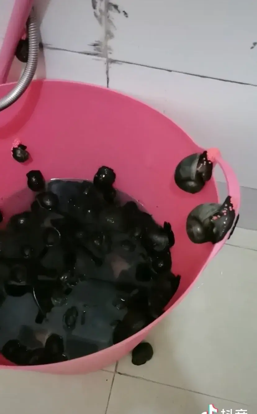 福寿螺到底能不能吃 福寿螺煮熟后真可以吃？