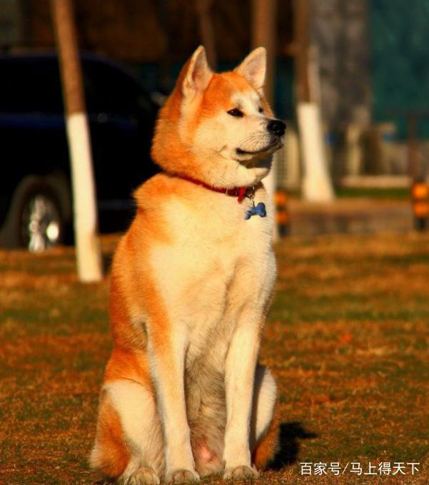 秋田犬胆小怎么办