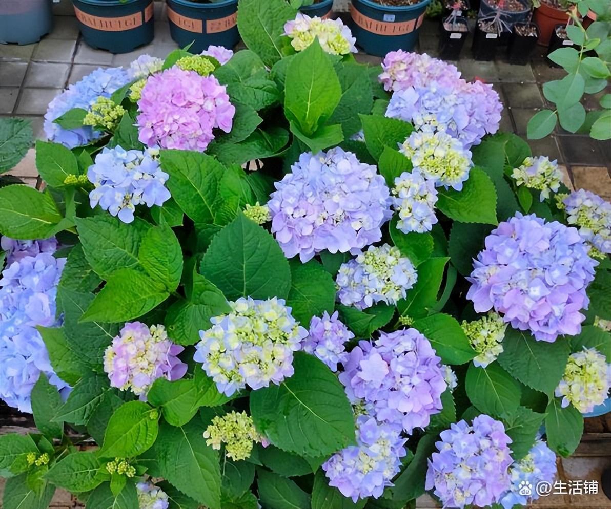 绣球花的养殖方法和注意事项有哪些