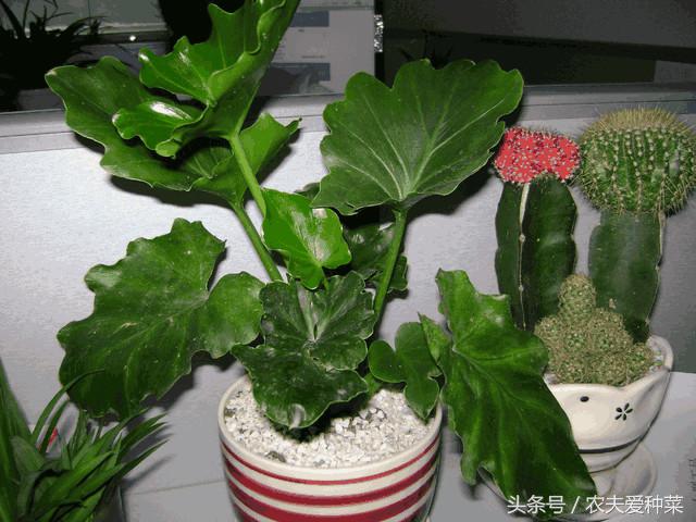 黄豆水臭味怎么去除(黄豆水除臭方法)