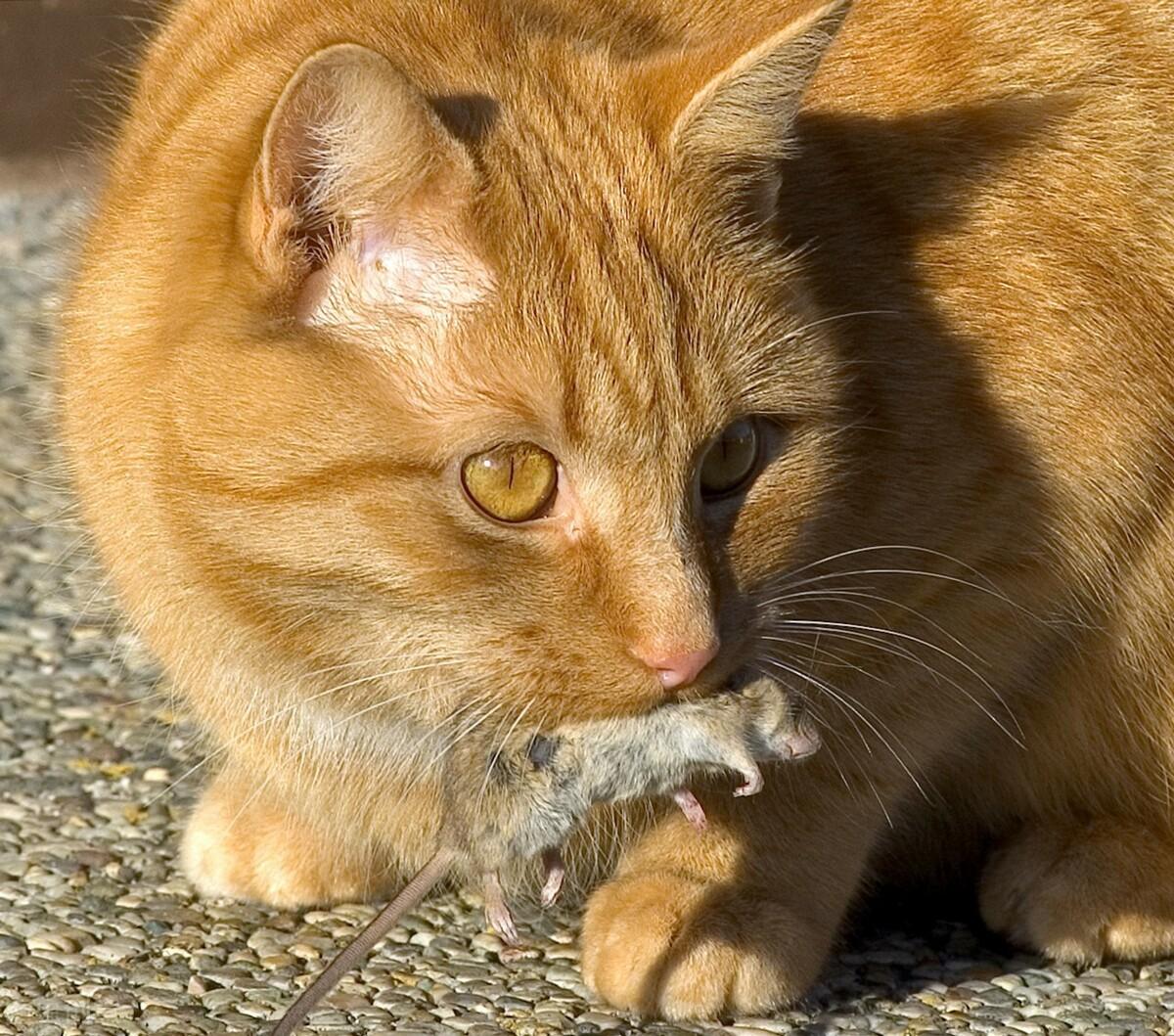 老鼠为什么怕猫？