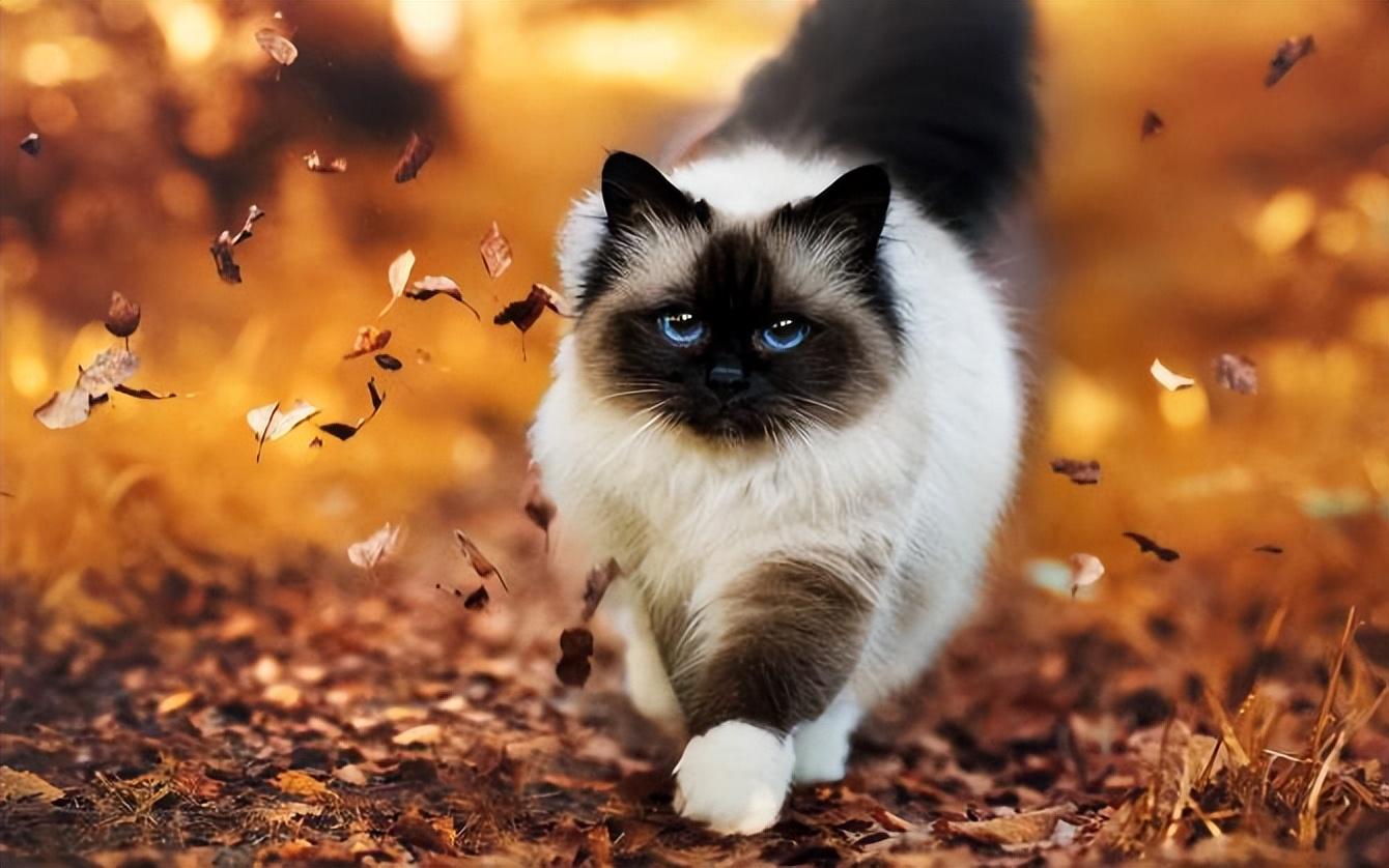 猫来家里有什么预兆(白猫来家里有什么预兆)
