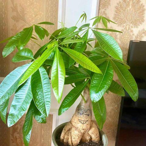 家里再穷也要养这3种花(三种带财气的花)