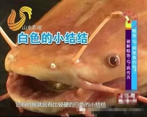 清江鱼与鲶鱼区别图(清江鱼和鲶鱼的区别)