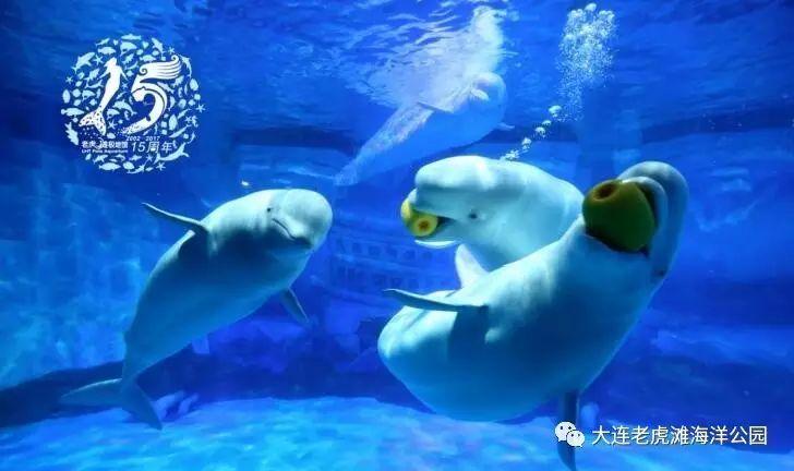 鲸鱼是什么动物 鲸鱼动物百科