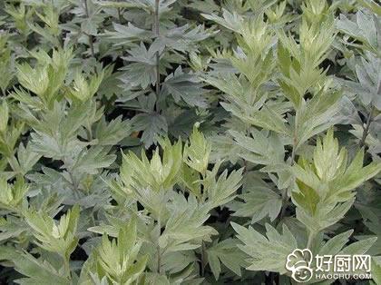 艾叶泡脚能治风湿吗 艾叶煮水可以治风湿