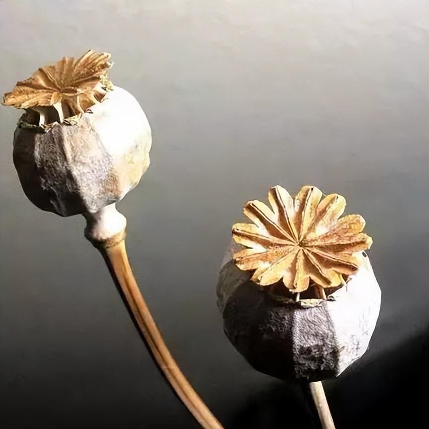 毒品有哪些（什么是毒品？毒品种类有哪些）