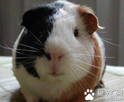 荷兰猪能长多大（荷兰猪是最受欢迎的宠物鼠类之一）