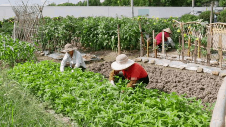 俄罗斯人贪哭！中国医生在南极种菜。种菜真的是种族天赋吗？