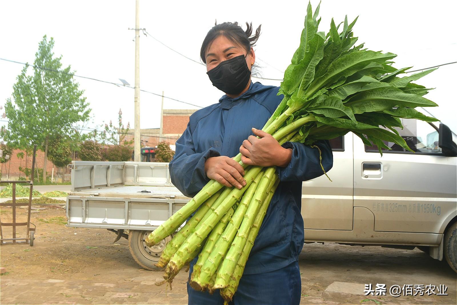 贡菜是什么菜是不是莴笋(贡菜是什么莴笋做的)